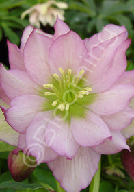 Helleborus x hybridus 'Mardi Gras Party Dress Improved'