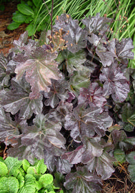 Heuchera 'Obsidian'