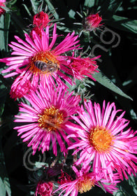 Aster (Symphyotrichum) novae-angliae 'Alma Potschke'