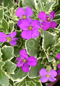 Aubrieta  'Dr. Mules Variegata'