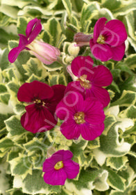 Aubrieta 'Red Flowering Variegated'