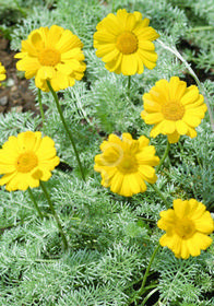 Anthemis biebersteiniana