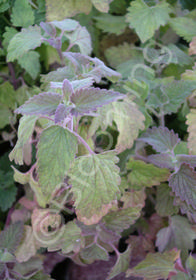 Nepeta cataria 'Citriodora'