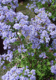 Ceanothus 'Julia Phelps'