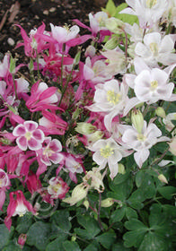 Aquilegia 'Biedermeier'