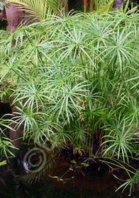 Cyperus alternifolius