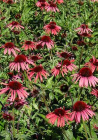 Echinacea Big Sky 'Twilight'