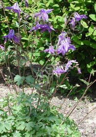 Aquilegia alpina