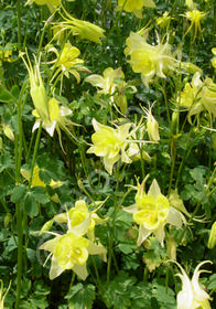 Aquilegia chrysantha 'Yellow Queen'