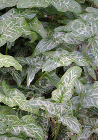 Arum italicum