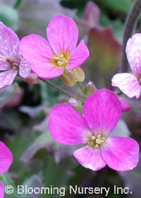 Arabis x arendsii 'Compinkie'                     