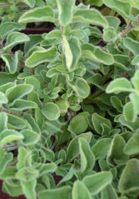Origanum vulgare ssp. hirtum 'Hot & Spicy'