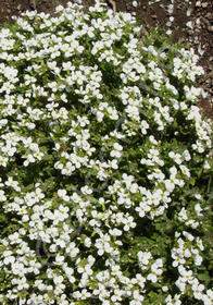 Arabis caucasica 'Snowcap'