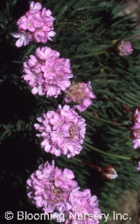 Armeria alliacea