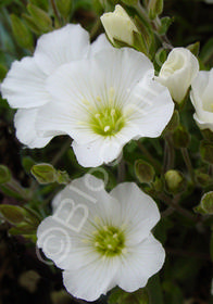 Arenaria montana