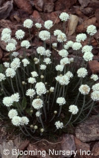 Armeria maritima 'Alba'                           