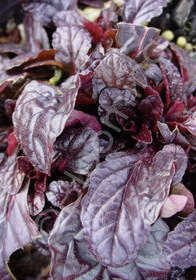 Ajuga reptans 'Mahogany'