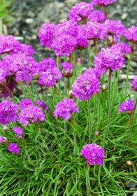 Armeria maritima 'Dusseldorf'