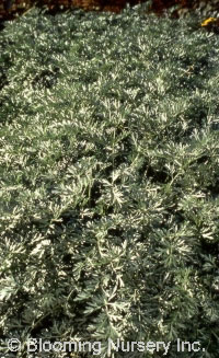 Artemisia absinthium  'Lambrook Silver'           