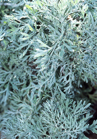 Artemisia 'Huntington'