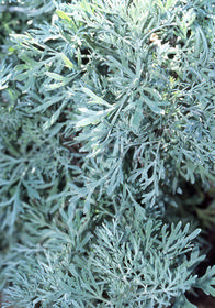 Artemisia absinthium 'Huntington'