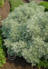 Artemisia  'Powis Castle'