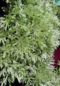 Artemisia schmidtiana 'Silver Mound'