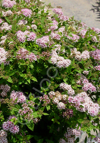 Spiraea japonica 'Little Princess'