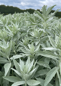 Artemisia ludoviciana 'Valerie Finnis'