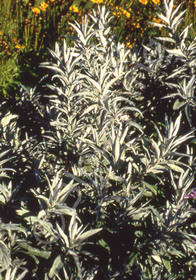 Artemisia ludoviciana 'Valerie Finnis'