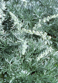 Artemisia pycnocephala 'David's Choice'