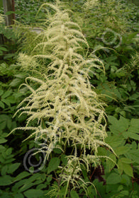 Aruncus dioicus