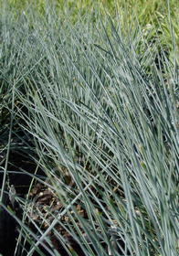 Festuca 'Silver Heron'