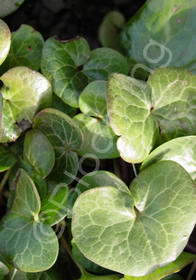 Asarum europaeum 