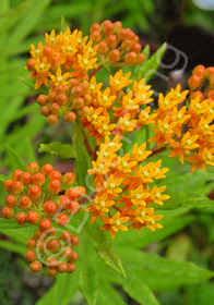 Asclepias tuberosa 'Gay Butterflies'          