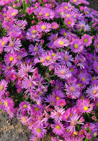 Aster dumosus 'Alice Haslam' 