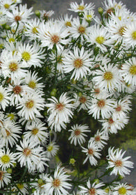 Aster pringlei 'Monte Cassino' (aka Symphytotrichum)