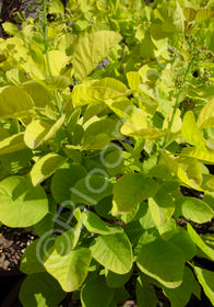 Cotinus coggygria 'Golden Spirit'