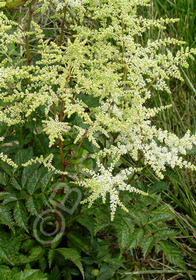 Astilbe x japonica 'Avalanche'