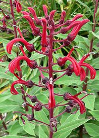 Lobelia tupa 