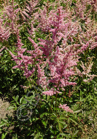 Astilbe x arendsii 'Cattleya'