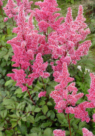 Astilbe x japonica 'Bonn'