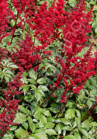 Astilbe x arendsii 'Fanal'