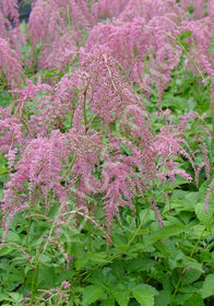 Astilbe thunbergii Ostrich Plume ('Straussenfeder')
