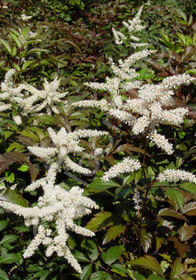 Astilbe x japonica 'Queen of Holland'