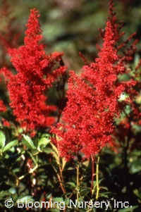 Astilbe x japonica 'Red Sentinel'                 