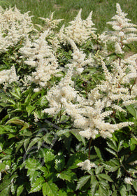 Astilbe x japonica 'Gladstone'