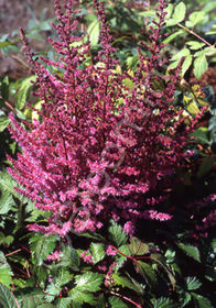 Astilbe chinensis var. taquetii Purple Candles ('Purpurkerze')