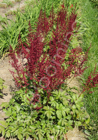 Astilbe x arendsii 'Glow'                         