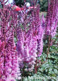 Astilbe chinensis var. taquetii 'Superba'